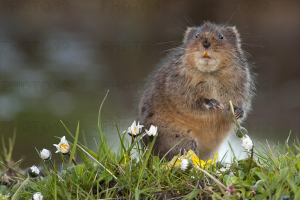 Water Vole