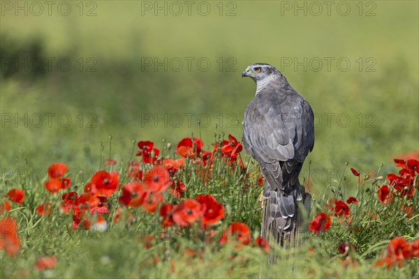 Northern Goshawk