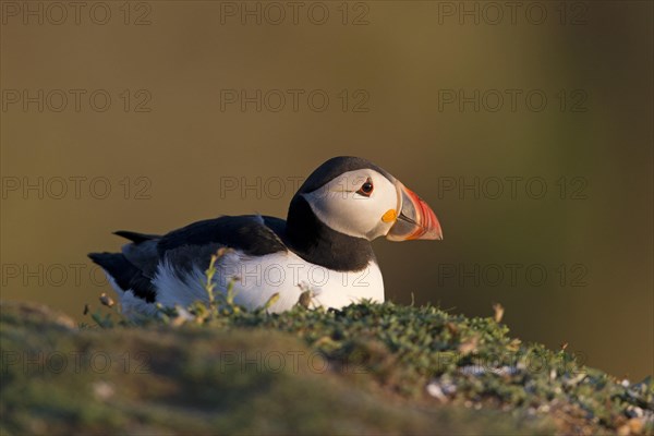 Atlantic Puffin