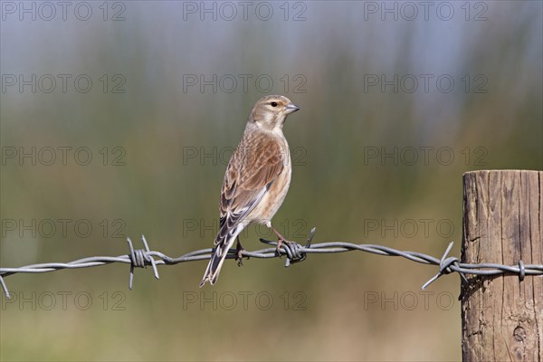 Linnet