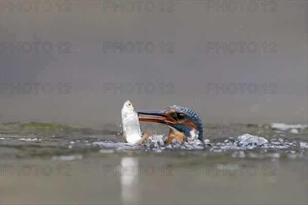 Common Kingfisher