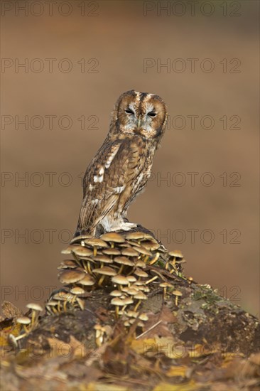 Tawny Owl