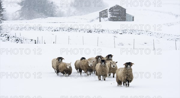 Flock of swaledale sheep in snow. North Yorkshire