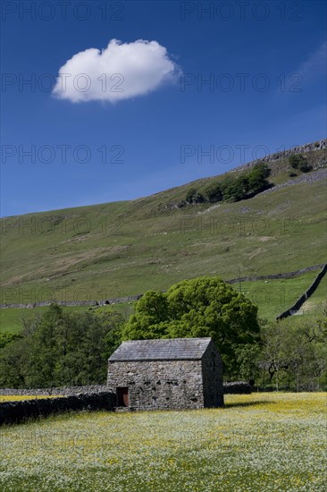 Wildflower meadows in bloom