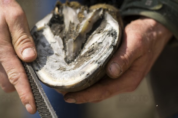 Farrier cold shoeing a horse. North Yorkshire