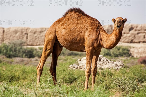 Dromedaries in front of ancient city wall