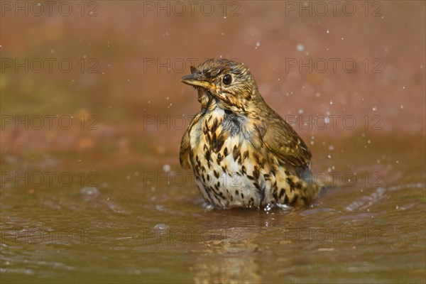 Adult Song Thrush