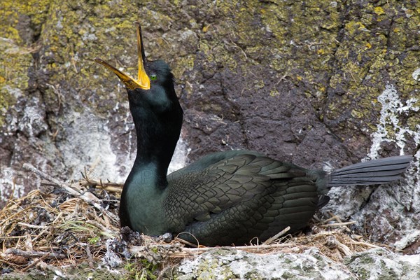 Adult European Shag Phalacrocorax aristoteus sat on nest