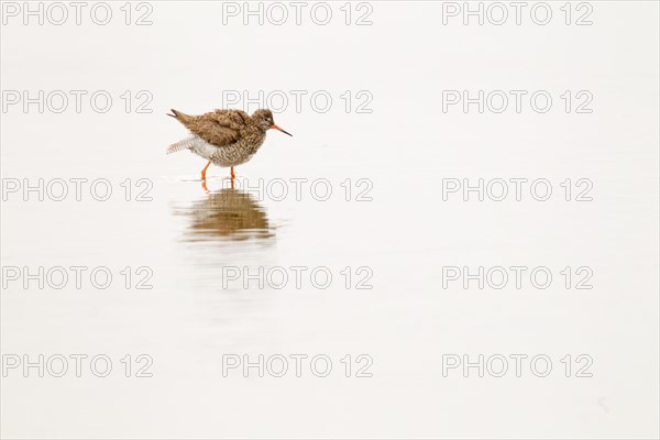 Adult Redshank