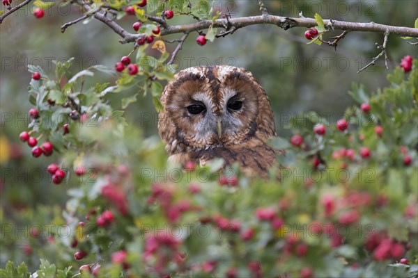 Tawny Owl