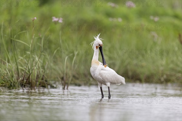 Eurasian Spoonbill