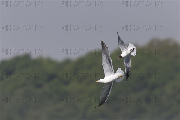 Black-Headed Gull