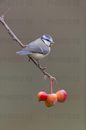 Blue Tit