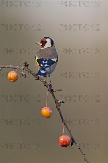 European Goldfinch