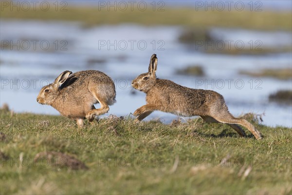 European Hare
