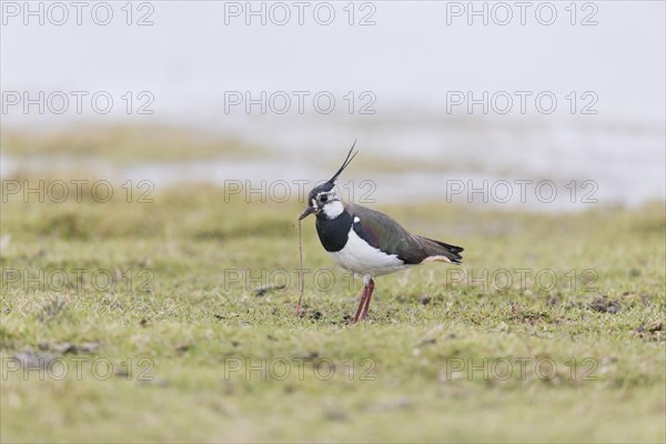 Northern Lapwing