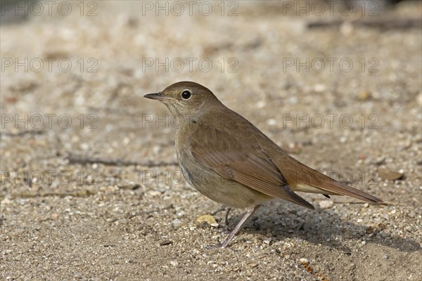 Common Nightingale