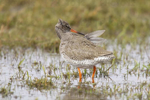 Common Redshank