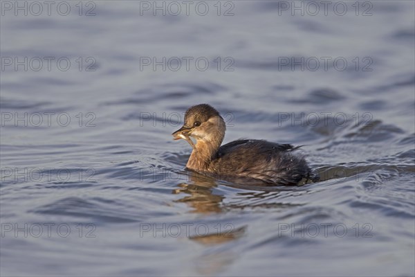 Little Grebe