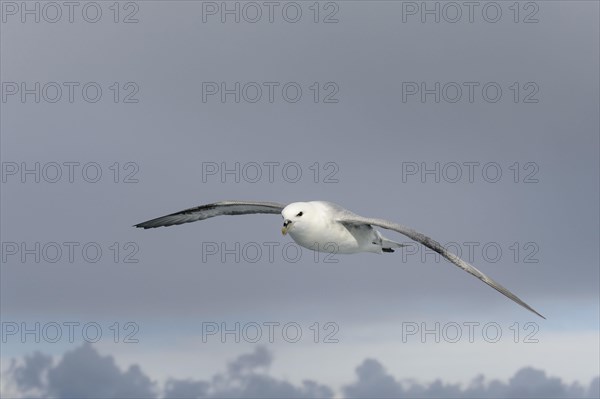 Northern Fulmar