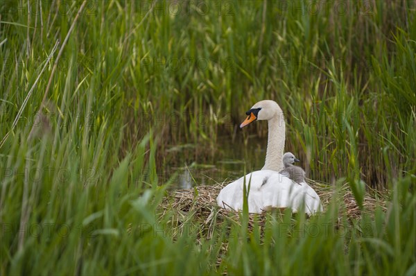 Mute Swan