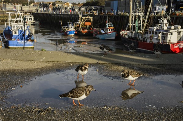 Ruddy Turnstone