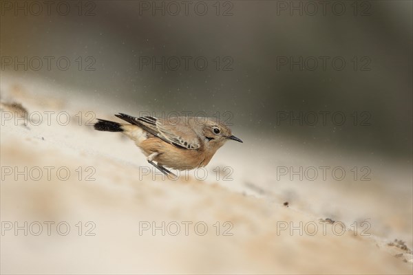 Desert Wheatear