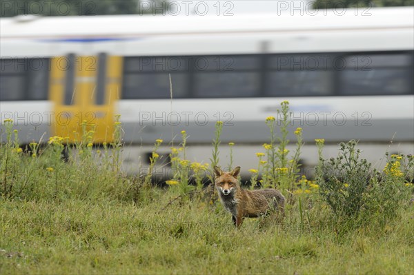 European Red Fox