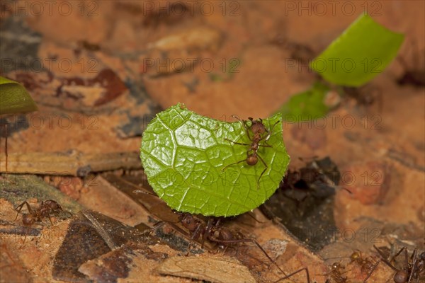 Leafcutter Ant