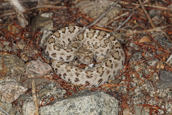 Santa Catalina Rattleless Rattlesnake