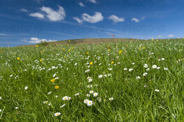 Traditional Dales upland meadow with pleny of herbs and wildflowers in. Yorkshire