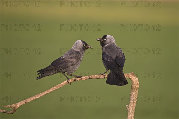 Jackdaw