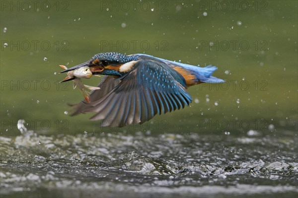 Common Kingfisher