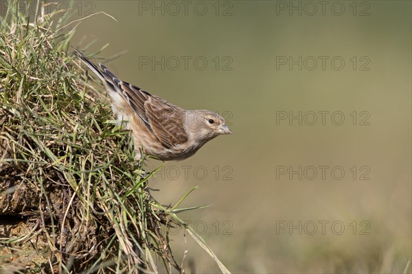 Linnet