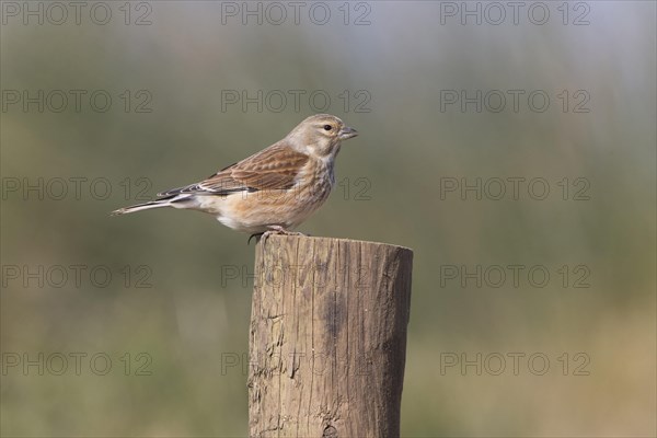 Linnet