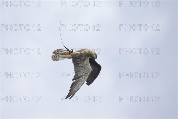 Lanner Falcon