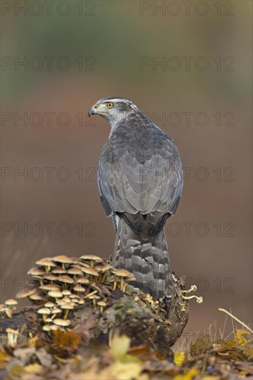 Northern Goshawk