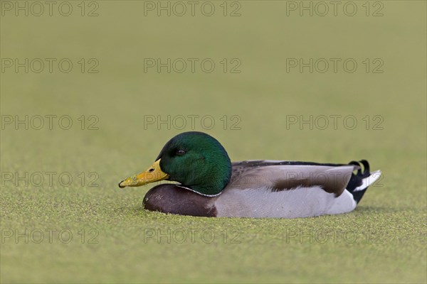 Mallard