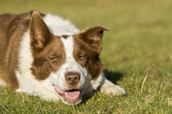 Red and white border collie sheepdoglaid watching sheep