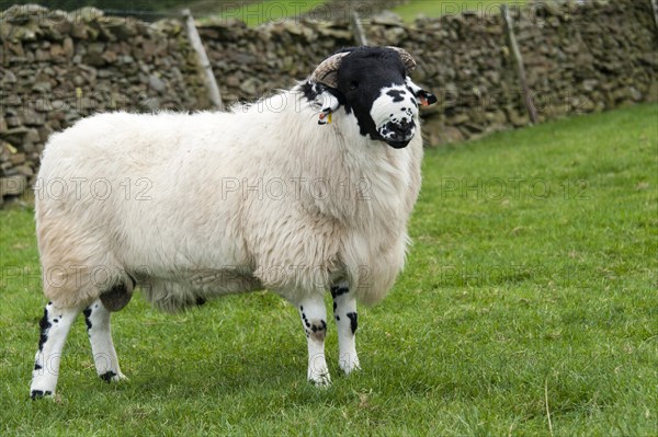 Rough Fell shearling rams