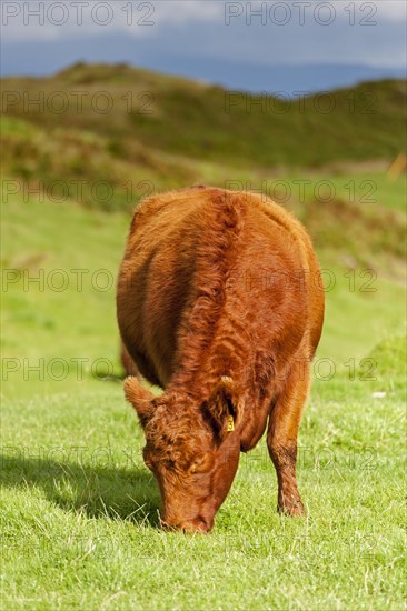 Scottish native Luing cattle grazing on moorland on the Isle of Luing