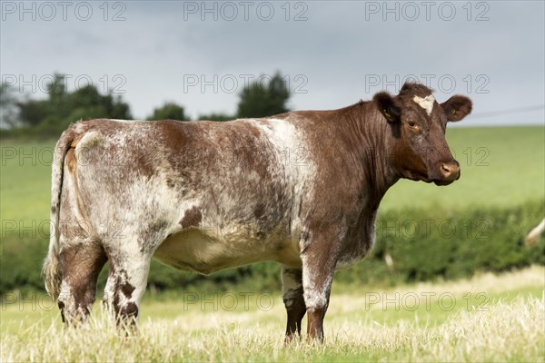 Beef Shorthorn cattle on pasture