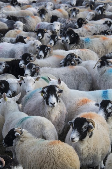 Flock of sheep gathered off the Lake District mountains into sheep folds at bottom of valley