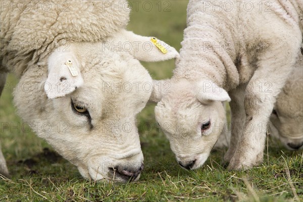Texel ewe and young lamb grazing in pasture