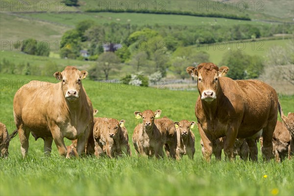 Limousin cows and calves in lush pasture