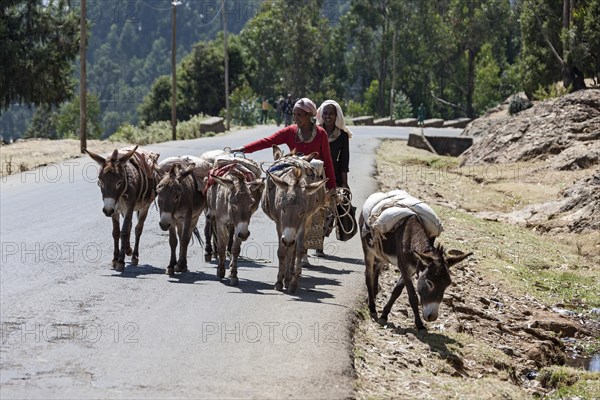 Women with pack mules on a street