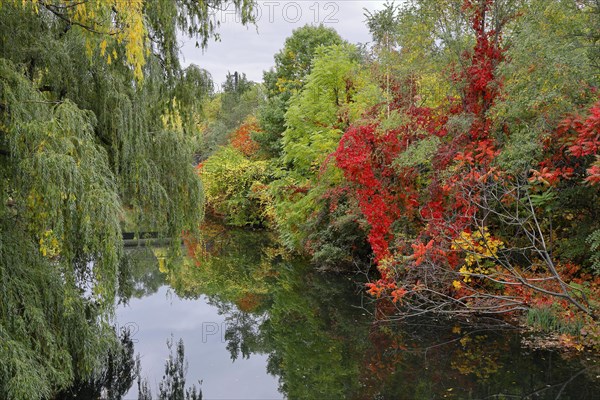Pond in Autumn