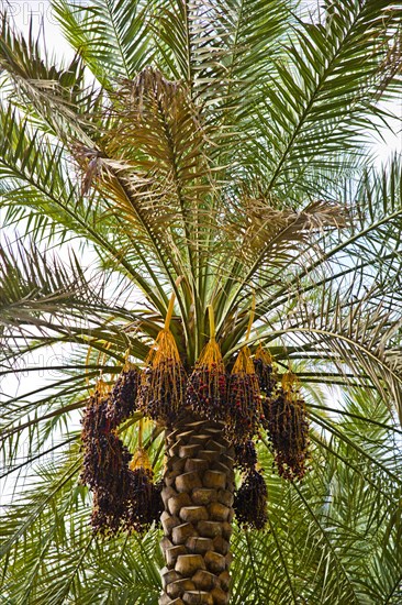 Date palm