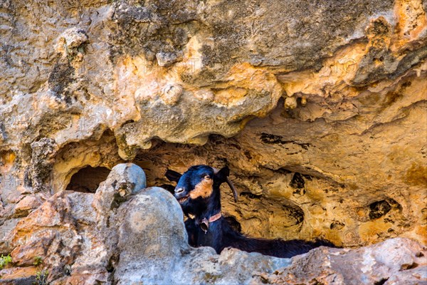 Goat in rock cave