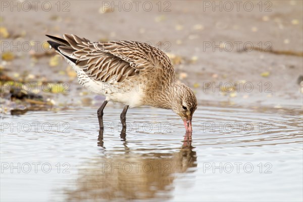 Bar tailed Godwit Limosa lapponica head down feeding in tidal pool off the Causeway to Holy Island